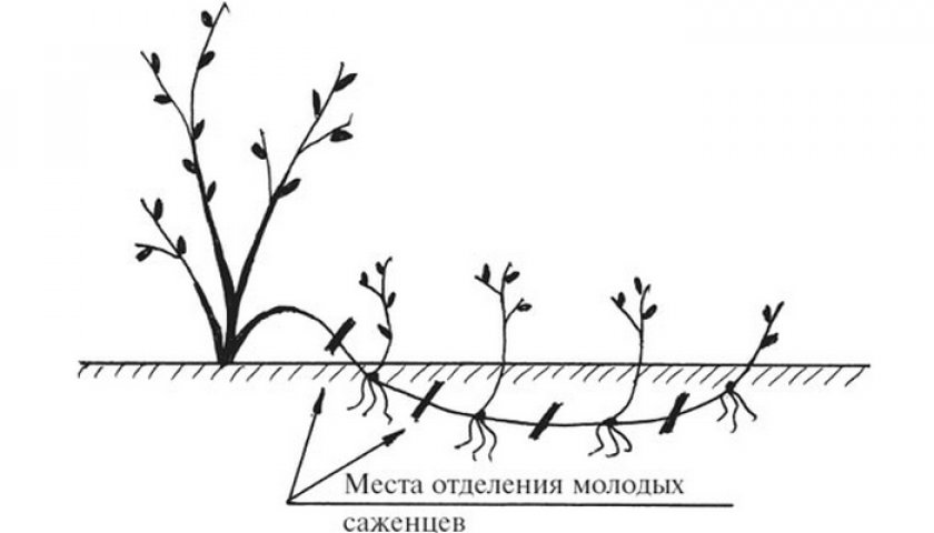 Размножение малины горизонтальными отводками