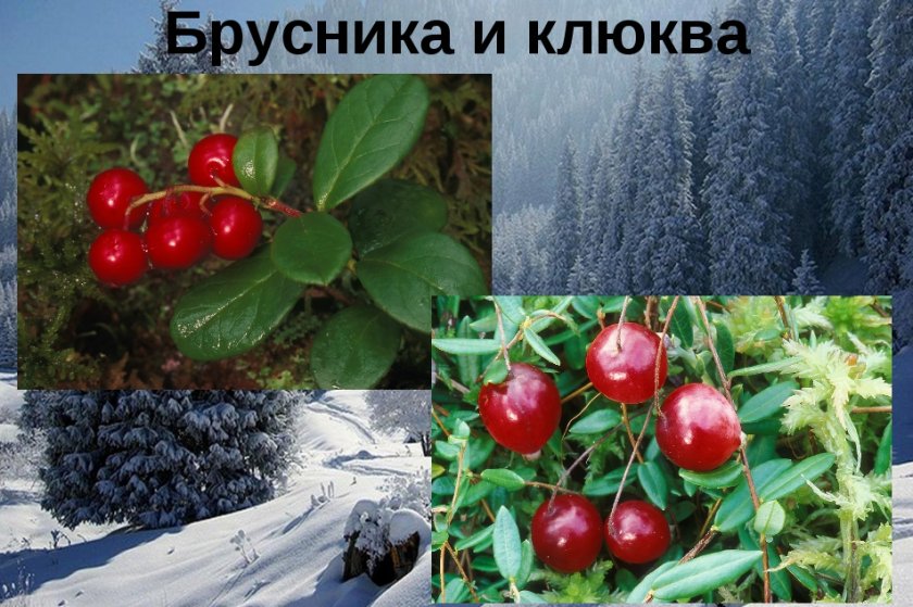 Отличие брусники от клюквы