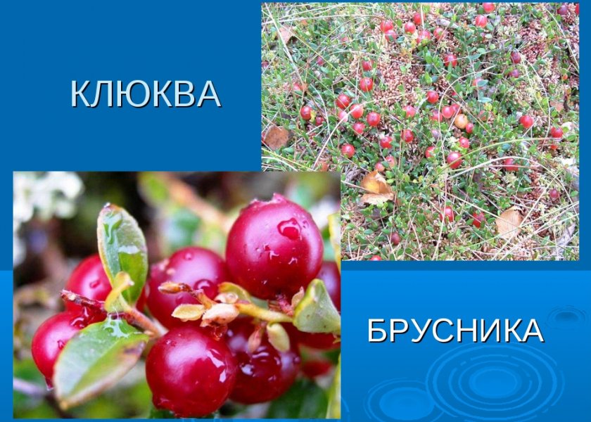 Клюква и брусника