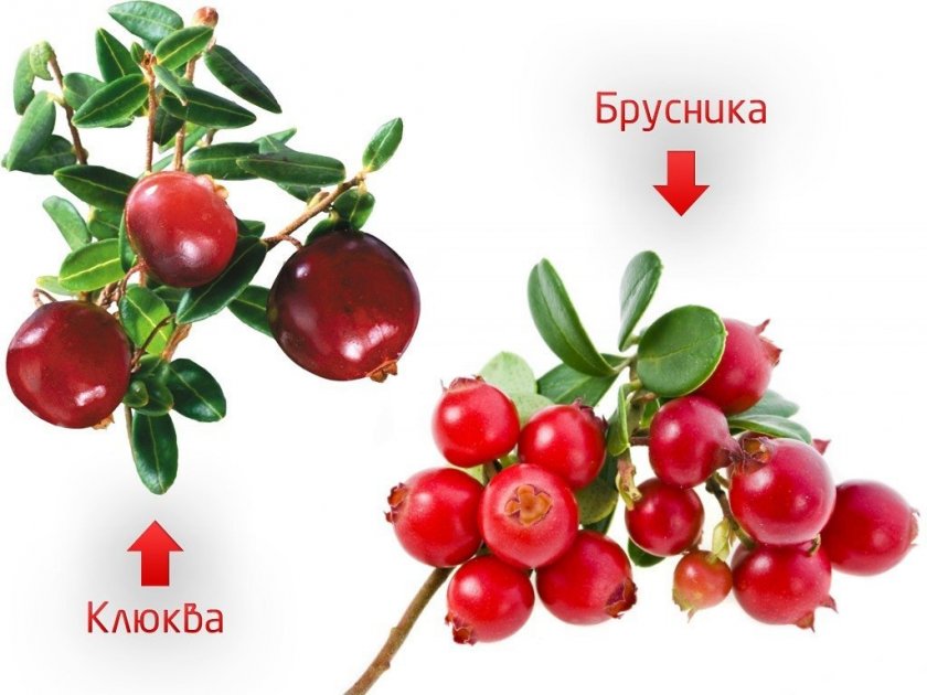 Отличие клюквы и брусники