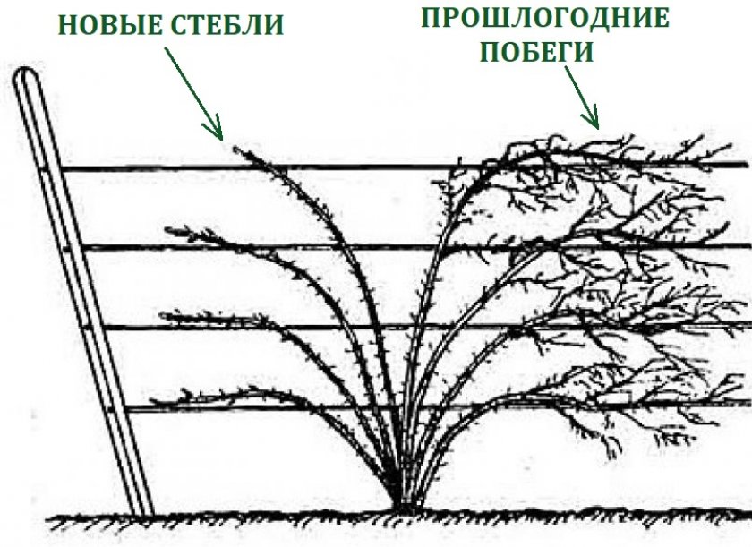 Формирование ежемалины