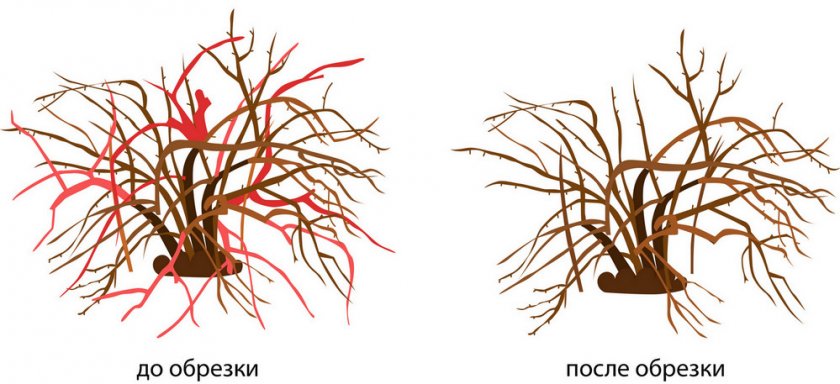 Обрезка куста