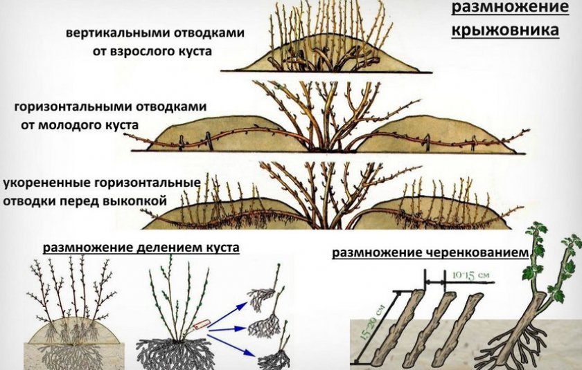 Способы размножения крыжовника