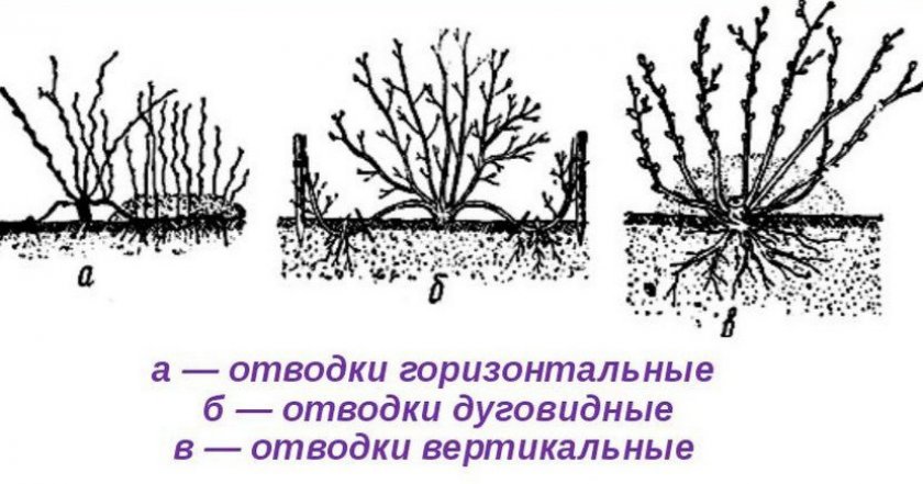 Размножение отводками