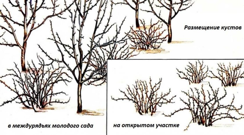 Посадка крыжовника между плодовыми деревьями