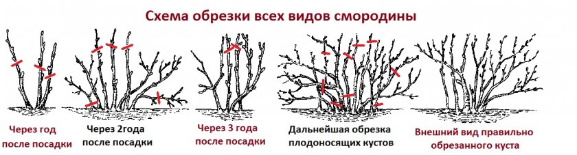 Обрезка смородины