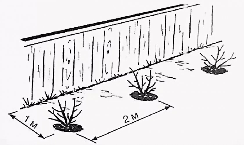 Место для посадки крыжовника