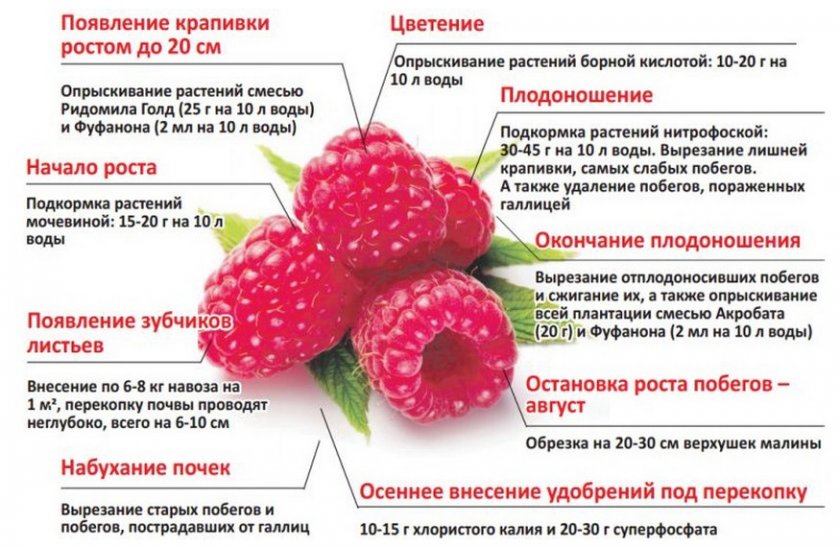 Схема внесения удобрений под малину