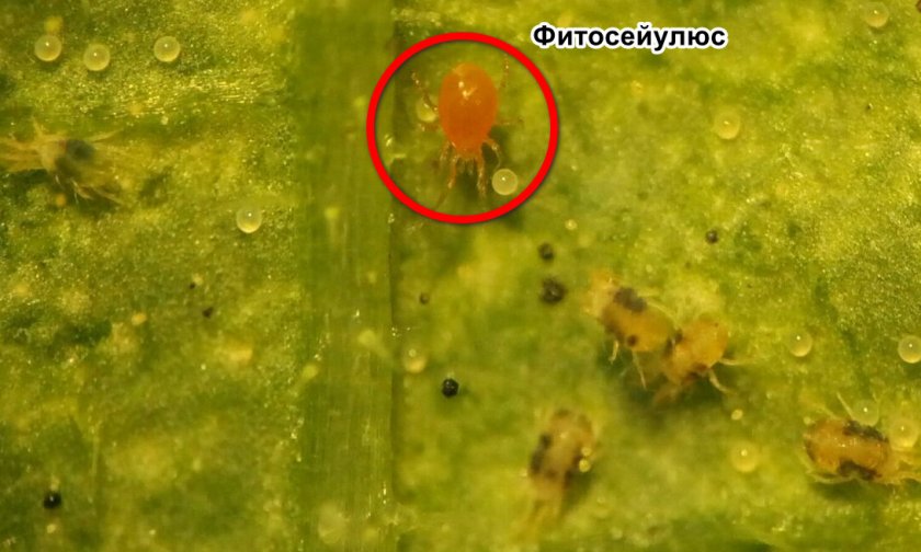 Хищный клещ Фитосейулюс