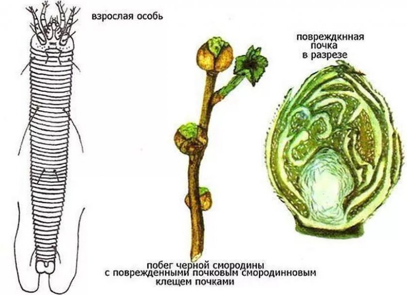 Почковый клещ на смородине