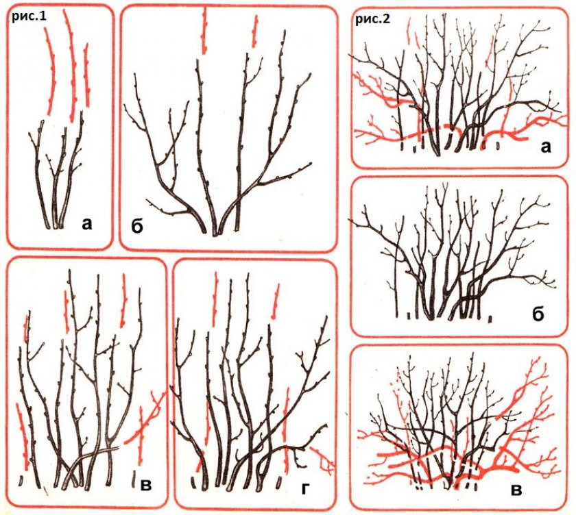 Обрезка смородины