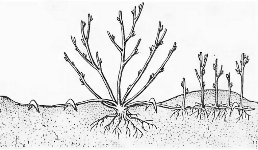 Размножение смородины горизонтальными отводками