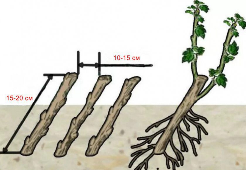 Размножение смородины одревесневшими черенками
