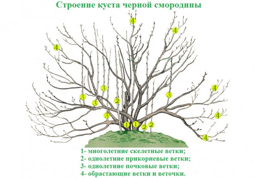 Строенние куста черной смородины