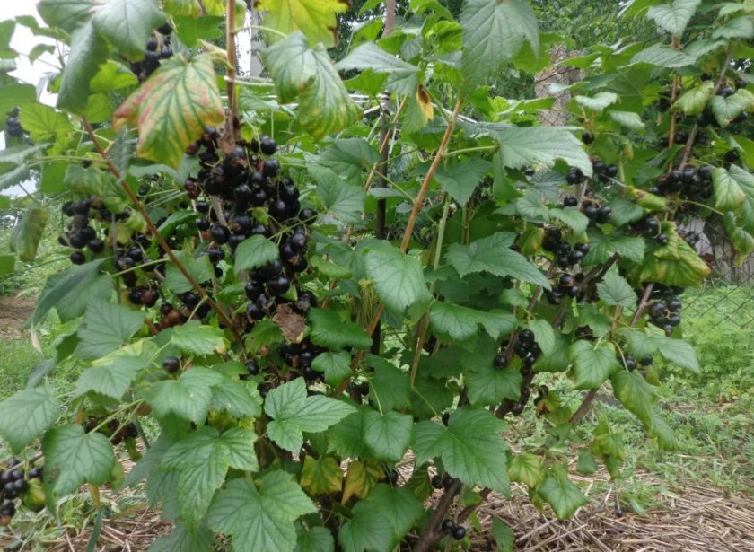 Куст чёрной смородины