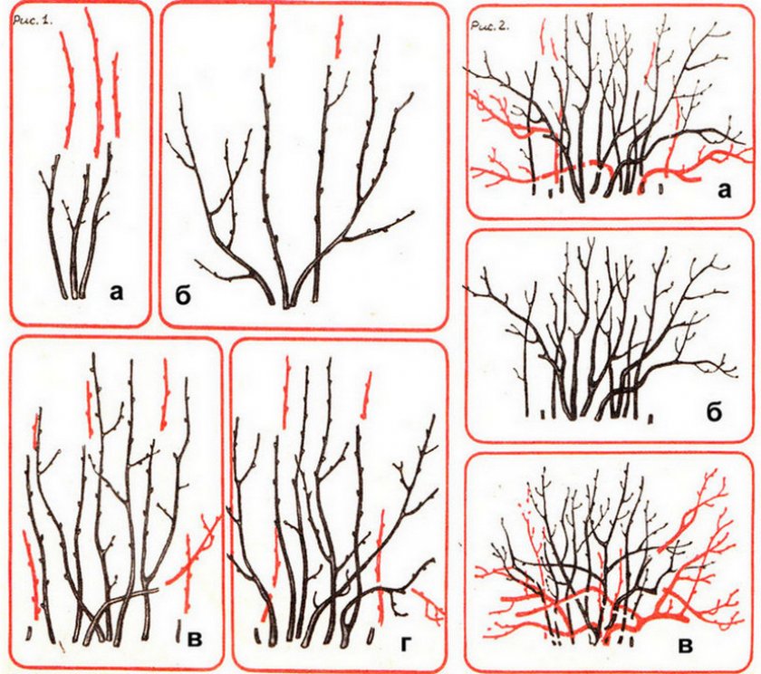 Схема обрезки смородины
