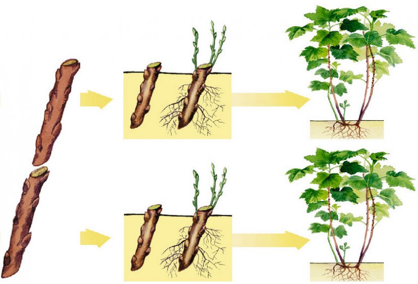Размножение смородины черенками
