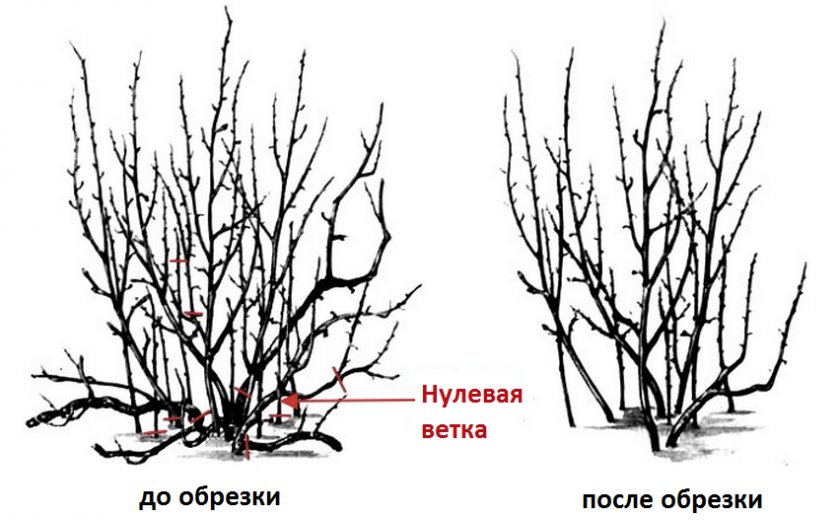 Правильная обрезка куста черной смородины