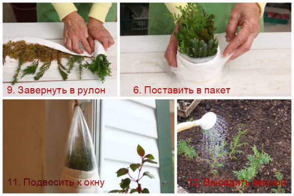 Размножаем хвойные растения дома: пошаговая инструкция и правила ухода