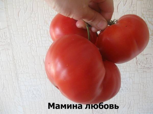 Мамина любовь