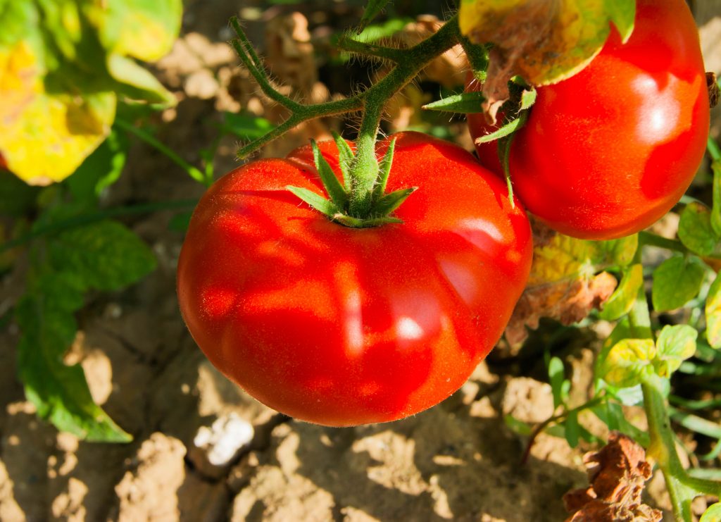 Tomatoes isolated. Fresh cut tomato set isolated on white background with clipping path