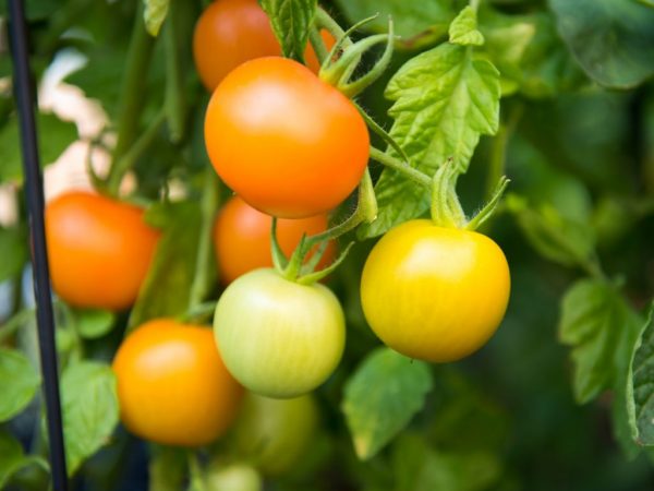 Способы ускорения созревания помидор в теплице