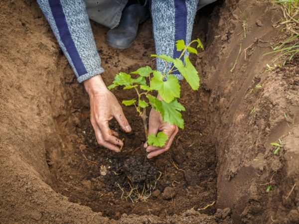 Правила пересадки винограда летом и осенью