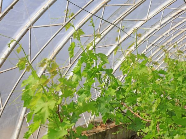 Правила выращивания винограда в теплице
