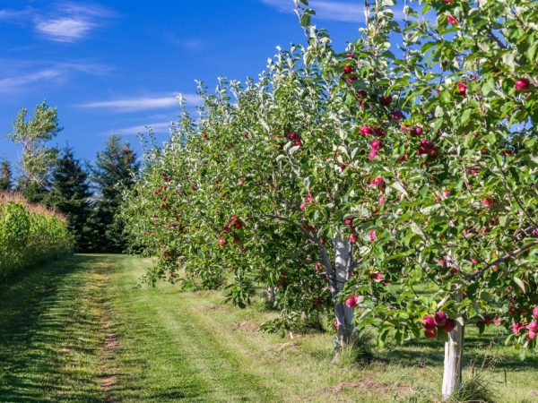 Профилактические меры помогут сохранить здоровье яблонь