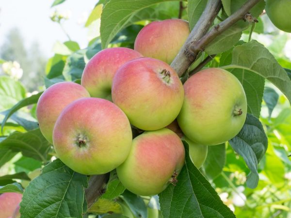 Плоды с яблонь колоновидных сортов очень вкусные