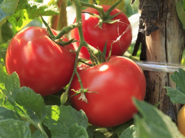 За помидорами нужен тщательный уход