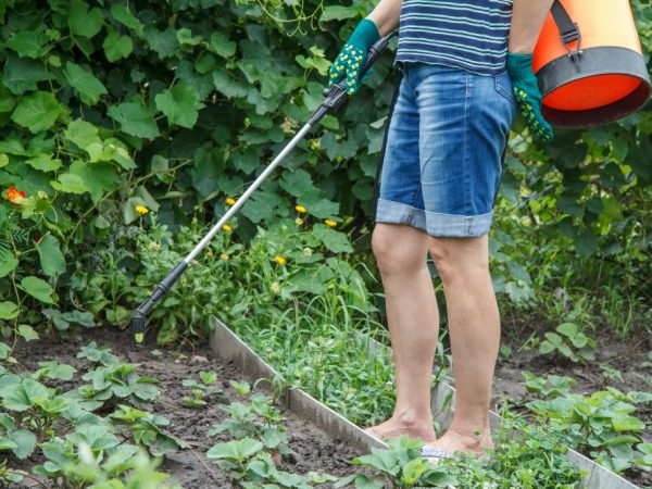 Болезни могут погубить растения