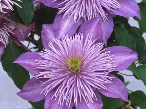 Клематис - нежнорозовый цветок