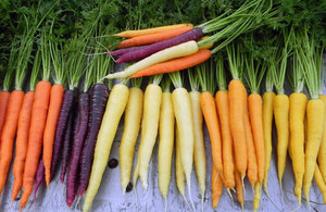 Выращивание моркови в грунте