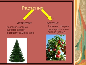 Среда обитания дикорастущих растений