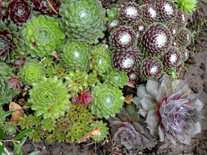 Молодило Sempervivum arachnoideum