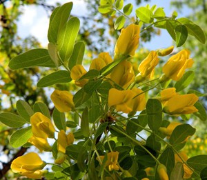Период цветения кустарника желтая акация