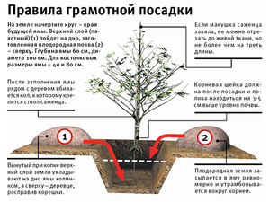 Как правильно сажать абрикоса