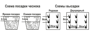 Как сажать чеснок