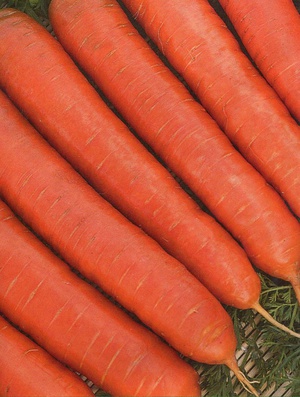 Выбор сорта моркови 