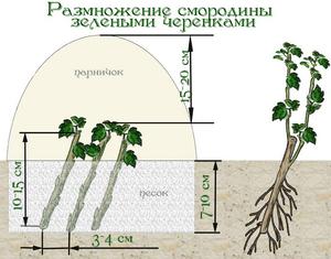 Размножение смородины черенками