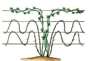 Подвязать ежевику к опоре