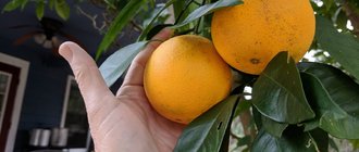 Как вырастить дома апельсин