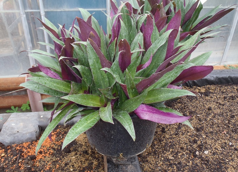 Лесное растение с фиолетовыми цветами название фото