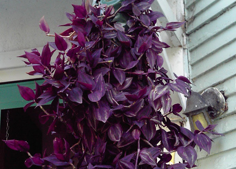 Фиолетовый комнатный цветок название с фото