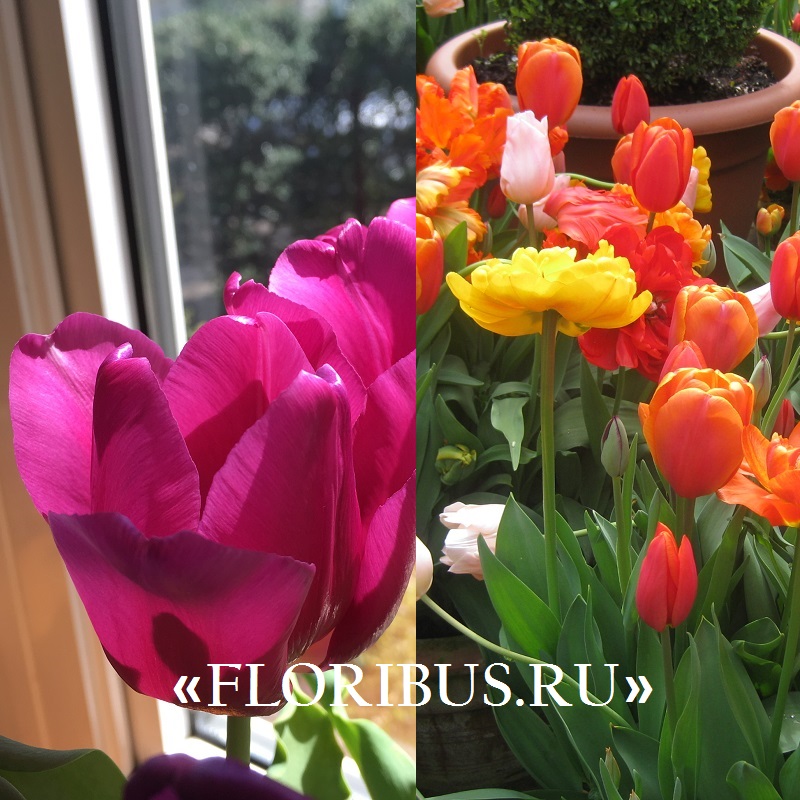 как вырастить тюльпаны в домашних условиях на фото