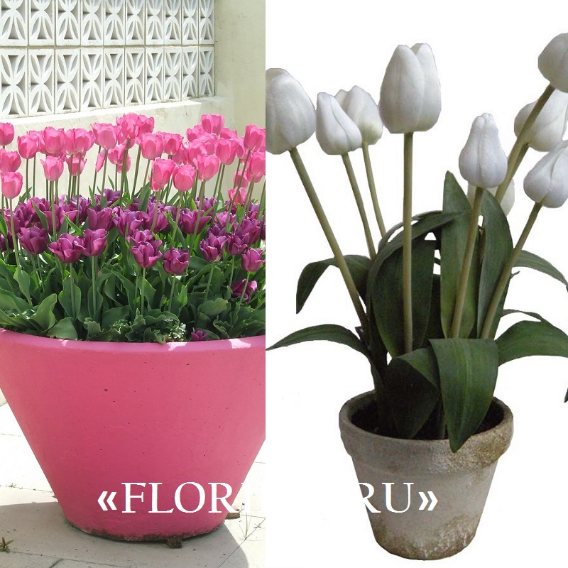 как вырастить тюльпаны в домашних условиях на фото