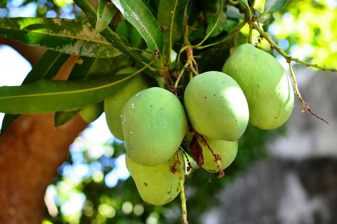 Созревшее манго может весить до 2-х килограмм.