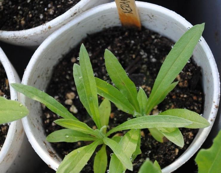 Выращивание ксерантемума из семян
