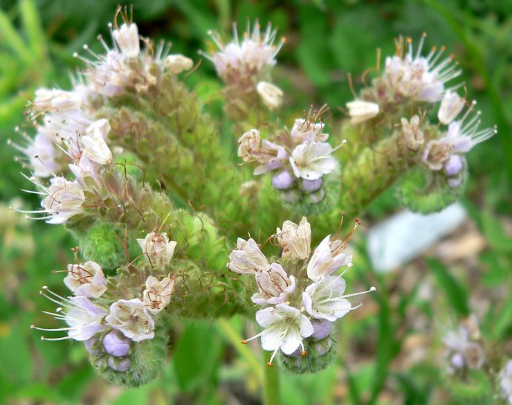 Фацелия серебристая (Phacelia argentea)